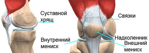 Мениски колена