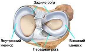 строение мениска