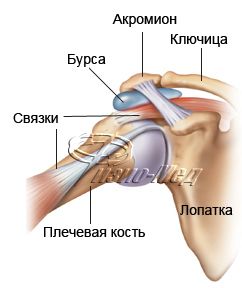 Плечо строение